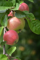 Rote Äpfel am Baum