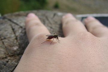 mosquito who drinks the blood of the man's hand close-up