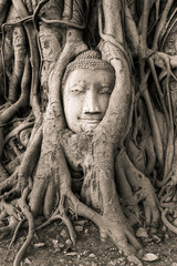 Buddha Head in Tree Roots in Wat Mahathat , Ayuthaya , Thailand. Black and white photo
