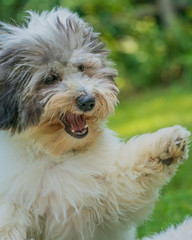 Face close-ups of Coton de Tulear dogs playing outside