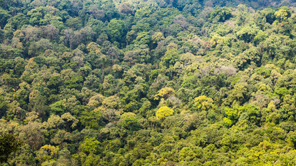 Dense green forest