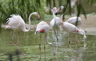 Fototapeta na wymiar Pink Flamingos birds