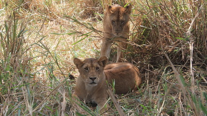 Two small and very nice lions.