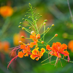 Peacock Flower's orange flowers booming (Caesalpinia pulcherrima ), close up shot.