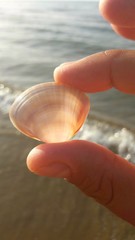 Conchiglia di mare