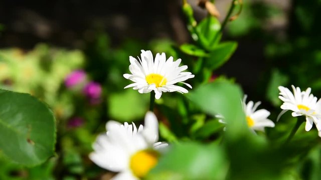 White daisies in a summer garden, a butterfly flies