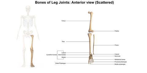 Bones of Foot_Dorsal view