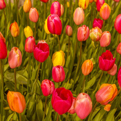 Fototapeta premium Beautiful flowers background.