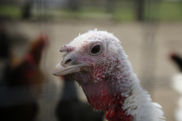Turkey on a farm 