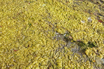 Grünlich-gelbe  Algen in einem Teich