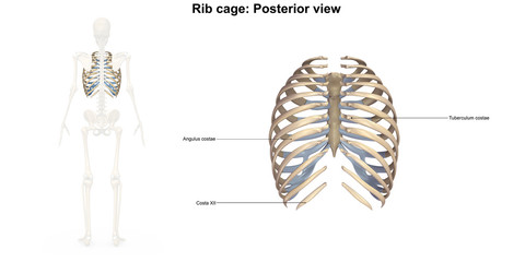 Rib Cage Posterior view