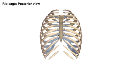 Rib Cage Posterior view