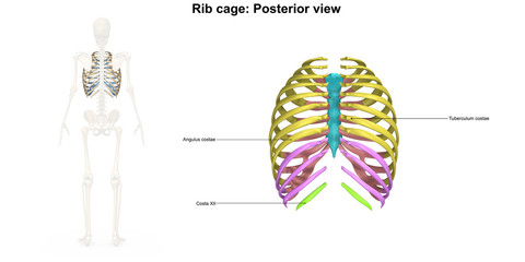 Rib Cage Posterior view