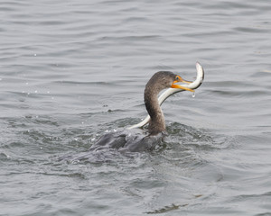 Cormorant with eel