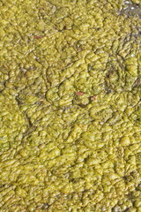 Grünlich-gelbe  Algen in einem Teich