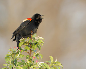 Red-winged Blackbird - 166708444