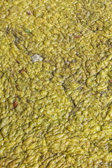 Grünlich-gelbe  Algen in einem Teich
