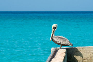 Pelican stands on a pier with a beautiful exotic blue sea. A tropical serene pier scene with the Caribbean Sea.