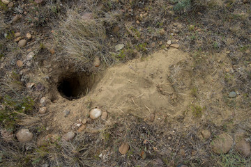 Gopher Hole