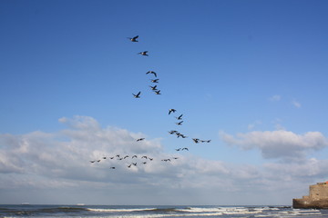 vol d'oiseaux