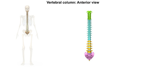 Vertebral Column_Anterior view