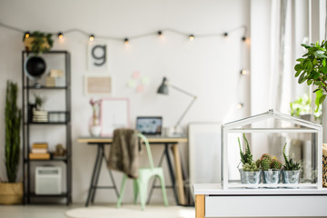 Cacti in metal buckets