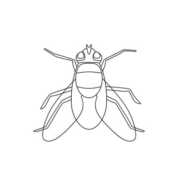 Fly line drawing