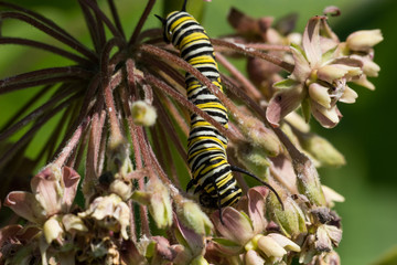 Obraz premium Monarch Caterpillar