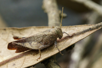 Image of a brown grasshopper (Apalacris varicornis) on dry leaves. Insect Animal