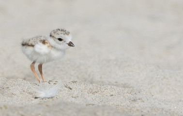 Piping Plover chick - 166710040