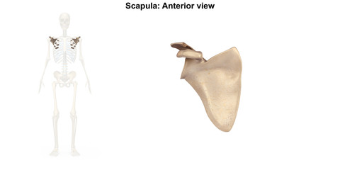 Scapula_Anterior view