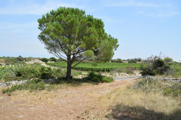 Le plateau, aride, à Leucate, Aude, Occitanie. Un pin isolé.