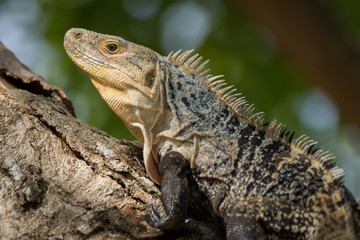 Iguana