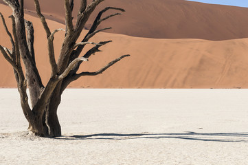Dead acacia trees and dunes in the Namib desert / Dunes and dead acacia trees in the Namib desert, Dead Vlei, Sossusvlei, Namibia, Africa.
