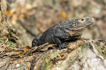 Iguana