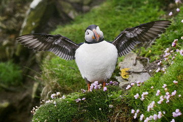 Atlantic Puffin - Fratercula arctica, Shetlands, United Kingdome