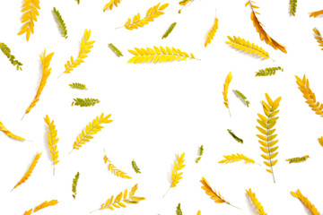 Creative arrangement of yellow autumn leaves on white background. Flat lay, top view. Autumn leaves of yellow acacia.