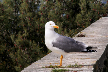 Seagull close shot and resting on dock. Seagull standing on a stone wall and rest with pine forest is a beautiful natural environment in the background. Seagull close shot and posing of the camera.