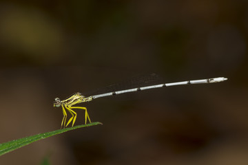 Image of Bragonfly Yellow Feather Legs / Copera marginipes (female) on nature background. Insect Animal