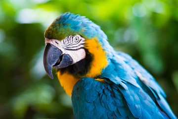 Parrot macaw, closeup on a green background