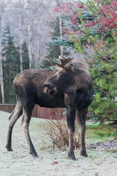 Young male moose
