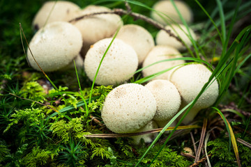 Viele weiße Stäublinge auf dem Waldboden