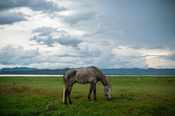 Horse in maedow