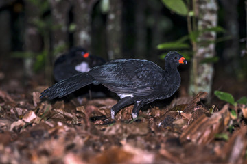 Curassow
