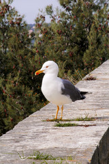 Seagull close shot and resting on dock. Seagull standing on a stone wall and rest with pine forest is a beautiful natural environment in the background. Seagull close shot and posing of the camera.
