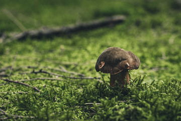 Essbare Pilze zum Sammeln im Wald