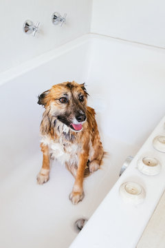 wet dog in an empty bath after having a wash