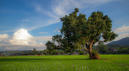 Fototapeta na wymiar Beautiful banyan tree in green paddy field with beautiful cloudy sky, beautiful green background