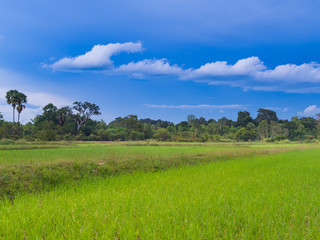 Obraz premium Paddy rice farm