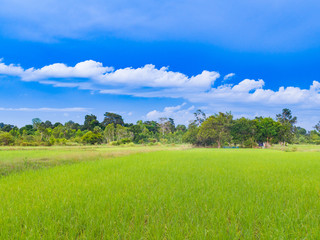 Obraz premium Paddy rice farm